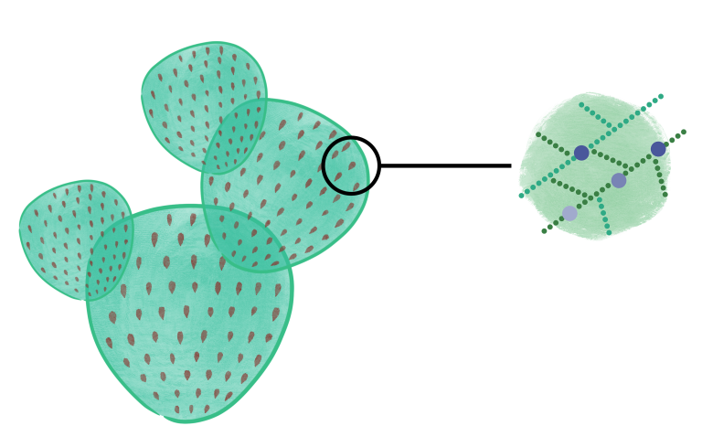 Dettaglio di foglia di cactus - icona per tecnologia di bioliquefazione molecolare